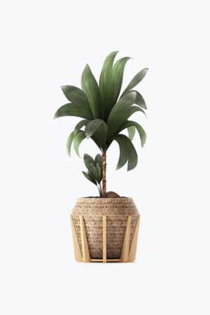 VerdeLux Rubber Plant